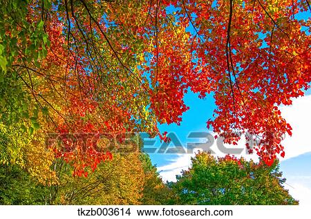 Autumn leaves View Large Photo Image Picture - Autumn leaves. Fotosearch