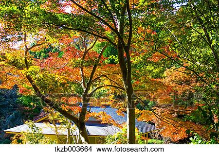 Autumn leaves View Large Photo Image Picture - Autumn leaves. Fotosearch