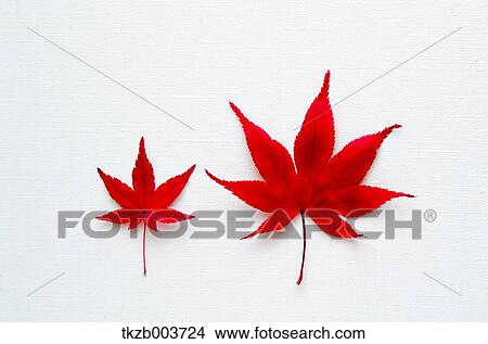 Autumn leaves View Large Photo Image Picture - Autumn leaves. Fotosearch