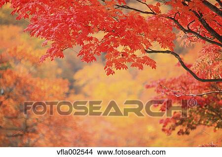 Picture - Autumn leaves. Fotosearch