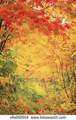 Autumn leaves View Large Photo Image Picture - Autumn leaves. Fotosearch