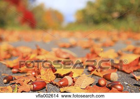 Picture - Autumn leaves. Fotosearch