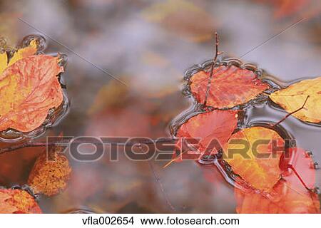 Picture - Autumn leaves. Fotosearch