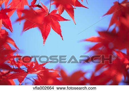 Autumn leaves View Large Photo Image Picture - Autumn leaves. Fotosearch