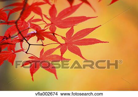 Picture - Autumn leaves. Fotosearch