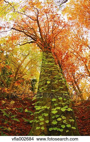 Picture - Autumn leaves. Fotosearch
