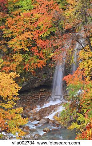 Picture - Autumn leaves. Fotosearch