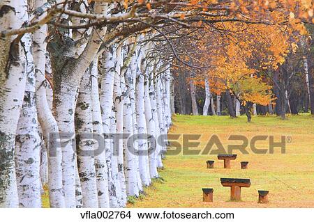 Picture - Autumn leaves. Fotosearch