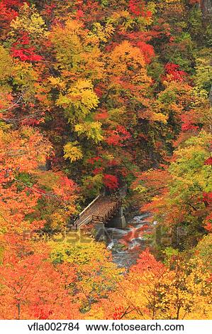 Autumn leaves View Large Photo Image Picture - Autumn leaves. Fotosearch