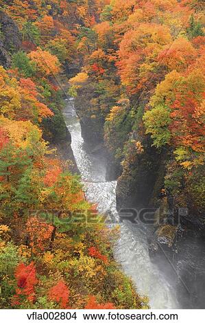 Autumn leaves View Large Photo Image Picture - Autumn leaves. Fotosearch