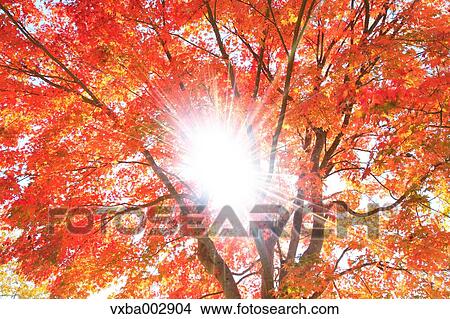 Autumn leaves View Large Photo Image Picture - Autumn leaves. Fotosearch