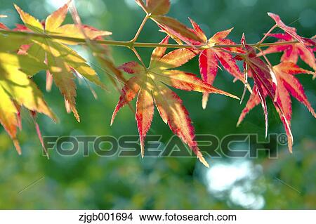 Autumn leaves View Large Photo Image Picture - Autumn leaves. Fotosearch