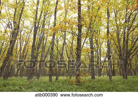 Stock Image - Autumn leaves. Fotosearch