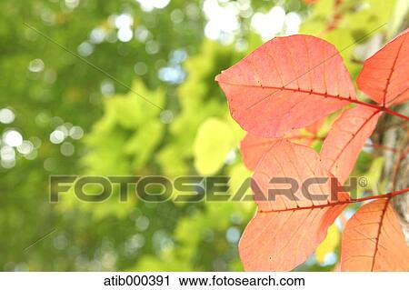 Stock Image - Autumn leaves. Fotosearch