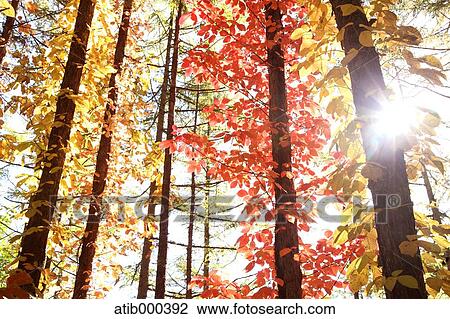 Autumn leaves View Large Photo Image Stock Image - Autumn leaves. Fotosearch