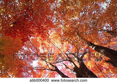 Autumn leaves View Large Photo Image Stock Image - Autumn leaves. Fotosearch