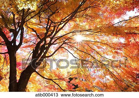 Autumn leaves View Large Photo Image Stock Image - Autumn leaves. Fotosearch