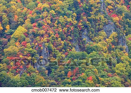 Autumn leaves View Large Photo Image Stock Image - Autumn leaves. Fotosearch
