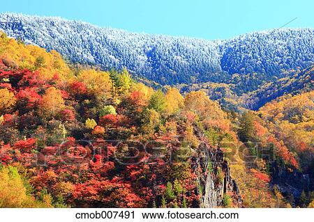 Autumn leaves View Large Photo Image Stock Image - Autumn leaves. Fotosearch