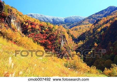Stock Image - Autumn leaves. Fotosearch
