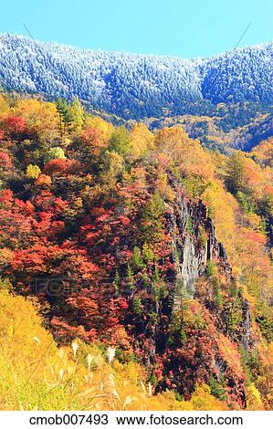 Autumn leaves View Large Photo Image Stock Image - Autumn leaves. Fotosearch