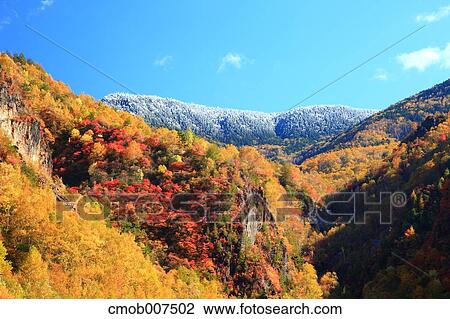 Stock Image - Autumn leaves. Fotosearch