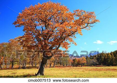 Stock Image - Autumn leaves. Fotosearch