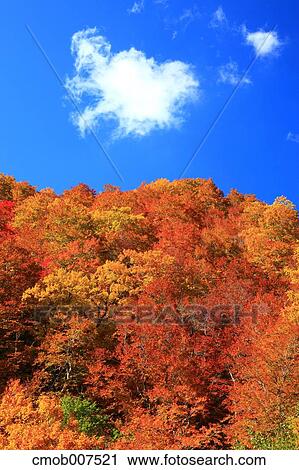 Autumn leaves View Large Photo Image Stock Image - Autumn leaves. Fotosearch