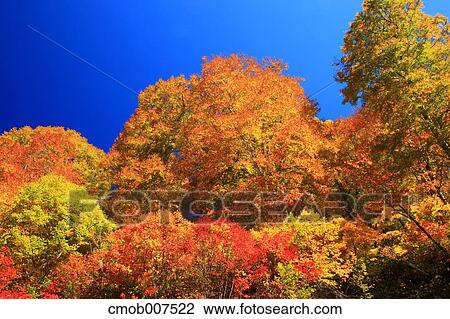 Stock Image - Autumn leaves. Fotosearch