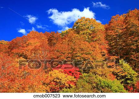 Autumn leaves View Large Photo Image Stock Image - Autumn leaves. Fotosearch