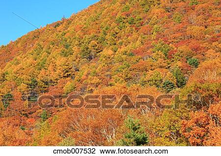 Autumn leaves View Large Photo Image Stock Image - Autumn leaves. Fotosearch