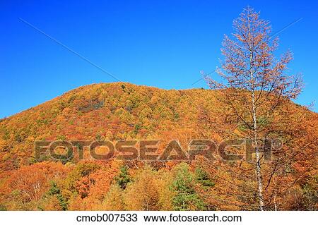 Autumn leaves View Large Photo Image Stock Image - Autumn leaves. Fotosearch