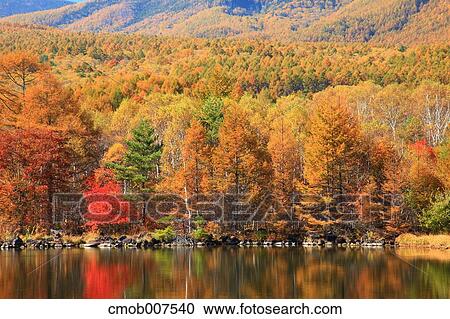 Autumn leaves View Large Photo Image Stock Image - Autumn leaves. Fotosearch
