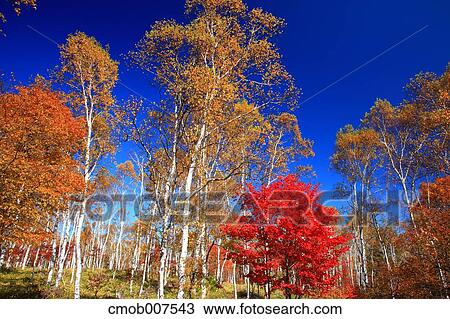 Autumn leaves View Large Photo Image Stock Image - Autumn leaves. Fotosearch