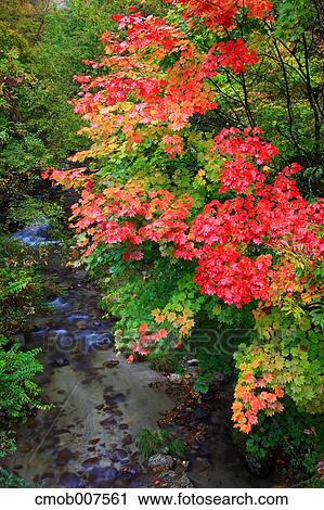 Autumn leaves View Large Photo Image Stock Image - Autumn leaves. Fotosearch