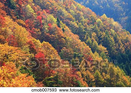 Autumn leaves View Large Photo Image Stock Image - Autumn leaves. Fotosearch