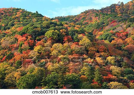 Autumn leaves View Large Photo Image Stock Image - Autumn leaves. Fotosearch