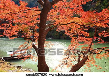 Autumn leaves View Large Photo Image Stock Image - Autumn leaves. Fotosearch