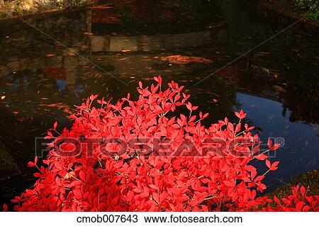 Stock Image - Autumn leaves. Fotosearch