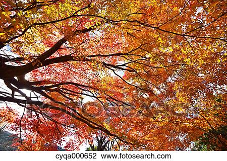 Stock Image - Autumn leaves. Fotosearch