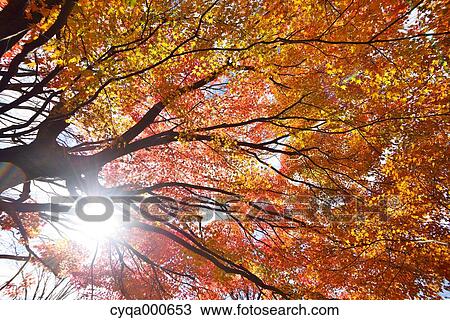 Stock Image - Autumn leaves. Fotosearch