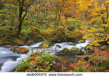Autumn leaves View Large Photo Image Stock Image - Autumn leaves. Fotosearch