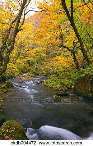 Autumn leaves View Large Photo Image Stock Image - Autumn leaves. Fotosearch