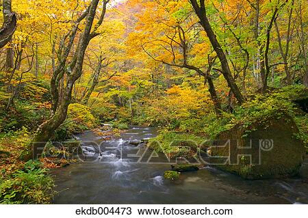 Autumn leaves View Large Photo Image Stock Image - Autumn leaves. Fotosearch