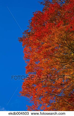 Autumn leaves View Large Photo Image Stock Image - Autumn leaves. Fotosearch