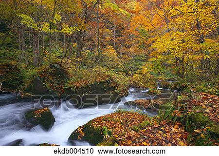 Autumn leaves View Large Photo Image Stock Image - Autumn leaves. Fotosearch