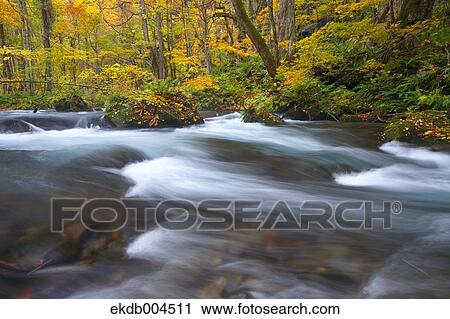 Stock Image - Autumn leaves. Fotosearch