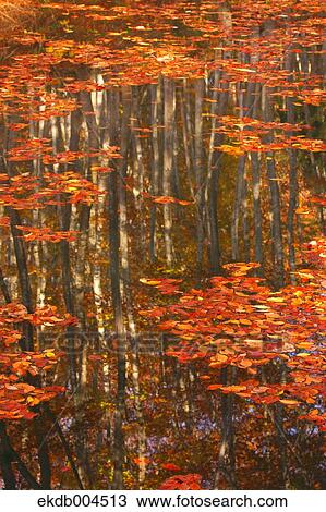Autumn leaves View Large Photo Image Stock Image - Autumn leaves. Fotosearch