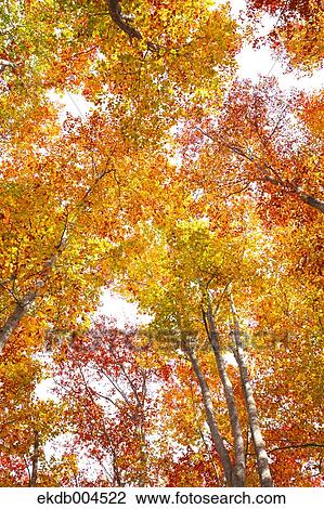 Autumn leaves View Large Photo Image Stock Image - Autumn leaves. Fotosearch
