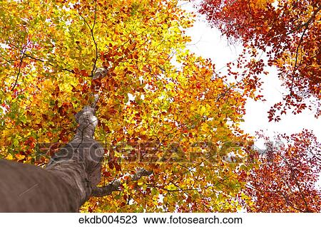 Autumn leaves View Large Photo Image Stock Image - Autumn leaves. Fotosearch